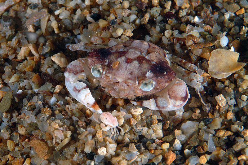 Liocarcinus zariquieyi con Ebalia sp.